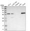 Sphingosine-1-Phosphate Receptor 5 antibody, HPA010964, Atlas Antibodies, Western Blot image 