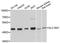 Solute Carrier Family 16 Member 7 antibody, STJ114264, St John