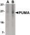 BCL2 Binding Component 3 antibody, MA5-15753, Invitrogen Antibodies, Western Blot image 