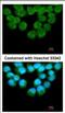 Ubiquitin Recognition Factor In ER Associated Degradation 1 antibody, NBP2-20802, Novus Biologicals, Immunocytochemistry image 