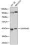 Serpin B5 antibody, 15-339, ProSci, Western Blot image 