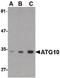 Autophagy Related 10 antibody, PA5-20454, Invitrogen Antibodies, Western Blot image 