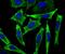 Eukaryotic Translation Elongation Factor 1 Alpha 1 antibody, NBP2-75478, Novus Biologicals, Immunocytochemistry image 