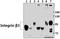 Integrin Subunit Beta 3 antibody, A00587S778, Boster Biological Technology, Western Blot image 
