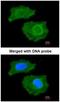 Fatty Acid Binding Protein 4 antibody, NBP1-33616, Novus Biologicals, Immunofluorescence image 