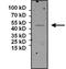 Eukaryotic Translation Initiation Factor 2B Subunit Gamma antibody, GTX54741, GeneTex, Immunoprecipitation image 