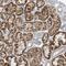 ATPase 13A5 antibody, PA5-56852, Invitrogen Antibodies, Immunohistochemistry frozen image 