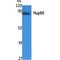 Nucleoporin 88 antibody, LS-C386834, Lifespan Biosciences, Western Blot image 