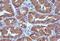 Ezrin antibody, 35-7300, Invitrogen Antibodies, Immunohistochemistry frozen image 