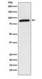 Cullin 2 antibody, M02986-1, Boster Biological Technology, Western Blot image 