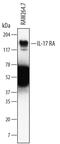 Interleukin 17 Receptor A antibody, MAB448, R&D Systems, Western Blot image 