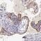 Transcription Elongation Factor A N-Terminal And Central Domain Containing antibody, PA5-51500, Invitrogen Antibodies, Immunohistochemistry frozen image 