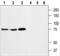 Stromal interaction molecule 1 antibody, BML-SA676-0200, Enzo Life Sciences, Western Blot image 