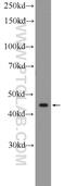 CXADR Like Membrane Protein antibody, 16127-1-AP, Proteintech Group, Western Blot image 