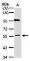 ADAMTS Like 1 antibody, GTX106304, GeneTex, Western Blot image 