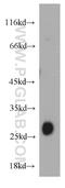 GP25L2 antibody, 21620-1-AP, Proteintech Group, Western Blot image 