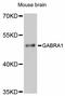 Gamma-Aminobutyric Acid Type A Receptor Alpha1 Subunit antibody, abx125865, Abbexa, Western Blot image 