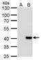 H2A Histone Family Member Y2 antibody, GTX116234, GeneTex, Western Blot image 