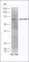 Slc39a1 antibody, orb3029, Biorbyt, Western Blot image 