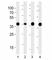 Aldolase, Fructose-Bisphosphate A antibody, F48149-0.4ML, NSJ Bioreagents, Immunofluorescence image 