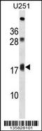 PMP-22 antibody, LS-C164543, Lifespan Biosciences, Western Blot image 