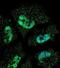 ELAV Like RNA Binding Protein 1 antibody, abx025268, Abbexa, Immunofluorescence image 