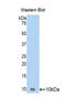 C-C Motif Chemokine Ligand 17 antibody, LS-C302789, Lifespan Biosciences, Western Blot image 