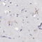 G Protein-Coupled Receptor 26 antibody, HPA062736, Atlas Antibodies, Immunohistochemistry frozen image 