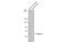 Netrin 4 antibody, GTX133230, GeneTex, Western Blot image 