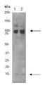 NEDD8 Ubiquitin Like Modifier antibody, ab81264, Abcam, Western Blot image 