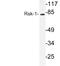 Ribosomal Protein S6 Kinase A1 antibody, LS-C176624, Lifespan Biosciences, Western Blot image 