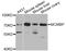 Minichromosome Maintenance Complex Binding Protein antibody, STJ24530, St John