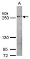 THADA Armadillo Repeat Containing antibody, PA5-28153, Invitrogen Antibodies, Western Blot image 