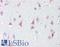 Salt Inducible Kinase 1 antibody, LS-B7102, Lifespan Biosciences, Immunohistochemistry frozen image 