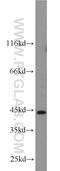 Oxoeicosanoid Receptor 1 antibody, 55202-1-AP, Proteintech Group, Western Blot image 