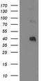 Paraoxonase 1 antibody, TA502610, Origene, Western Blot image 