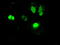 Neurogenin 1 antibody, LS-C784158, Lifespan Biosciences, Immunofluorescence image 