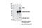 Meiosis Regulator For Oocyte Development antibody, 13557S, Cell Signaling Technology, Immunoprecipitation image 