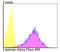 Lumican antibody, NBP2-76847, Novus Biologicals, Flow Cytometry image 