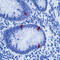 Serotonin antibody, LS-C87754, Lifespan Biosciences, Immunohistochemistry paraffin image 