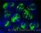 Cathelicidin Antimicrobial Peptide antibody, LS-B6696, Lifespan Biosciences, Immunofluorescence image 