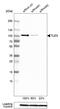 TLE Family Member 3, Transcriptional Corepressor antibody, HPA054116, Atlas Antibodies, Western Blot image 