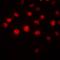 Homeobox A1 antibody, orb360702, Biorbyt, Immunofluorescence image 