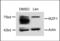IKAROS Family Zinc Finger 1 antibody, 55-095, ProSci, Western Blot image 