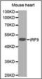 Interferon Regulatory Factor 9 antibody, orb375994, Biorbyt, Western Blot image 