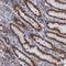 THAP Domain Containing 2 antibody, HPA039790, Atlas Antibodies, Immunohistochemistry frozen image 