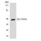 Solute Carrier Family 30 Member 4 antibody, LS-C200686, Lifespan Biosciences, Western Blot image 