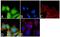Mitogen-Activated Protein Kinase Kinase 1 antibody, 44-460G, Invitrogen Antibodies, Immunofluorescence image 