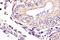 Neutrophil Cytosolic Factor 1 antibody, orb6489, Biorbyt, Immunohistochemistry paraffin image 