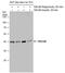 AKT1 Substrate 1 antibody, PA5-78600, Invitrogen Antibodies, Western Blot image 